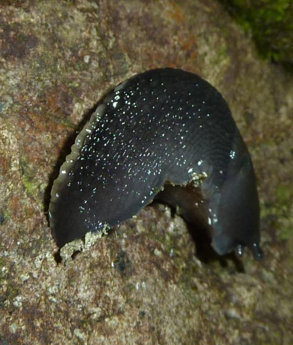 Limax aldrovandi Moquin-Tandon 1855 da Fontana Gelata-Ferriere-PC