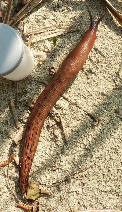 Limax dacampi da Stagno Lombardo CR