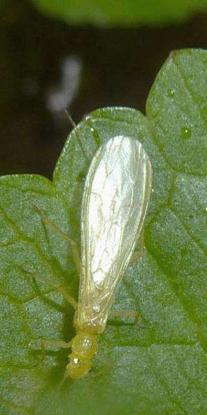 Chloroperlidae
