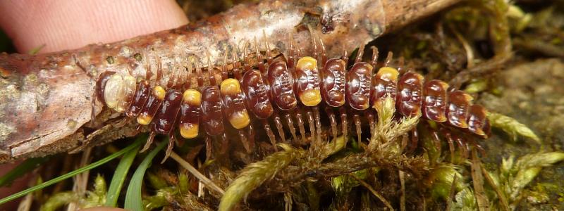 simpatico animaletto: Polydesmus collaris