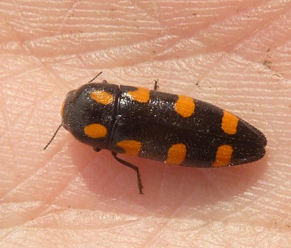 Buprestidae a pois: Ptosima undecimmaculata