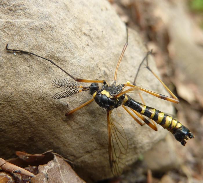 altro che zanzara tigre :-) Ctenophora flaveolata (Tipulidae)