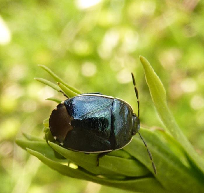 Cydnidae: Canthophorus melanopterus dell''Emilia (PC)