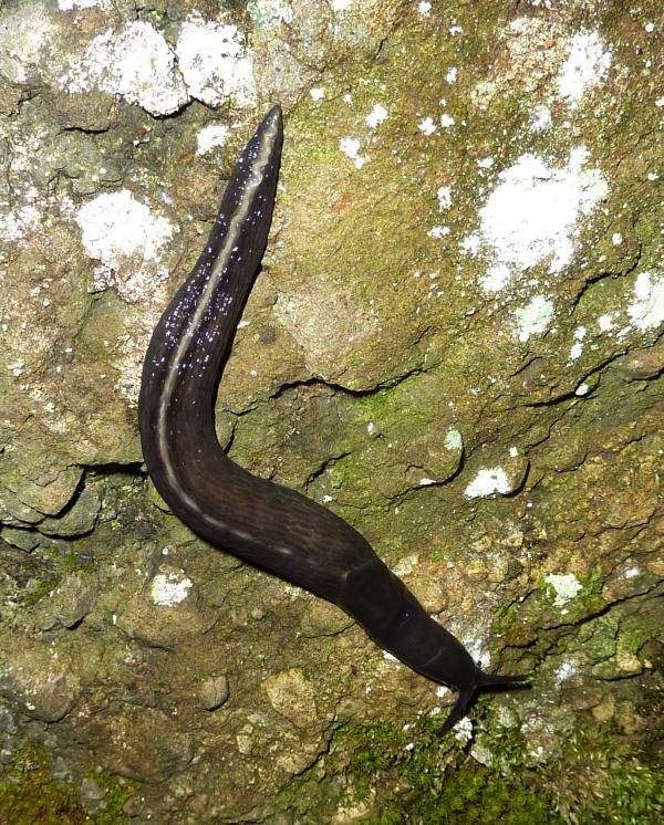 Limax aldrovandi Moquin-Tandon 1855 da Fontana Gelata-Ferriere-PC