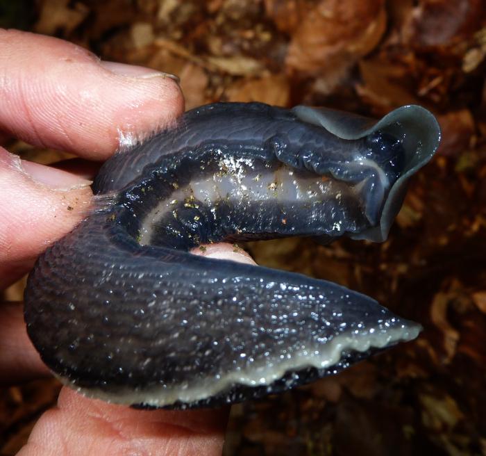 Limax aldrovandi Moquin-Tandon 1855 da Fontana Gelata-Ferriere-PC