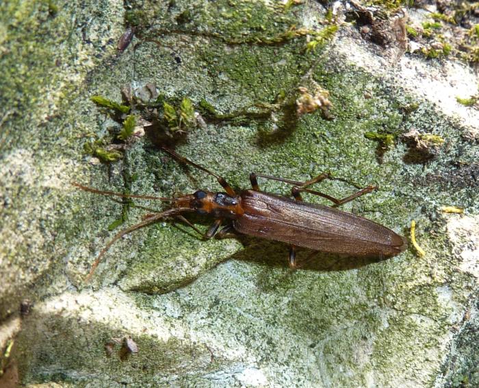 Oedemeride..? Oedemera (Oncomera) femoralis