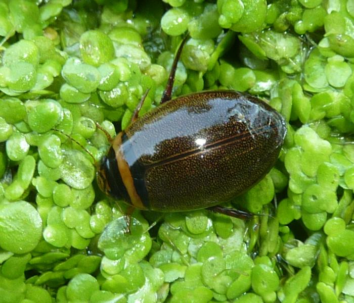 Graphoderus cinereus (Dytiscidae)