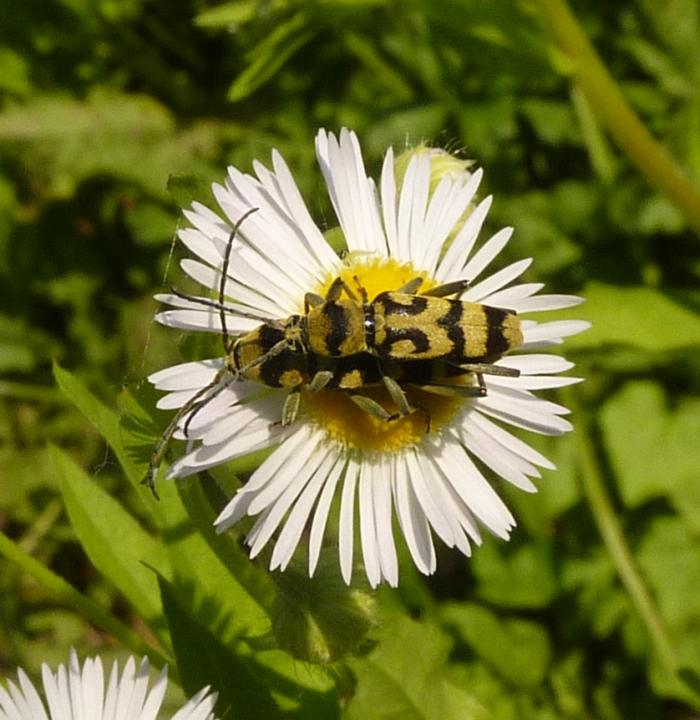 accoppiamento cerambicidi (Chlorophorus varius )