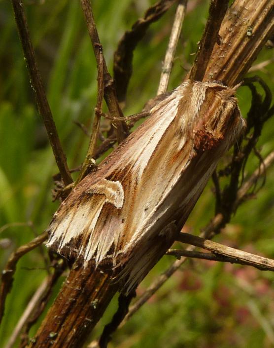 Notodontidae (?)da id