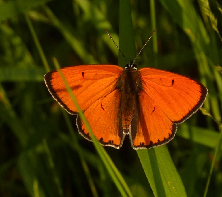 petit soleil  (Lycaena dispar ?)