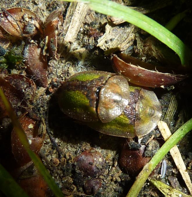 accoppiamento di 2 alieni:Cassida vibex o C. inopinata