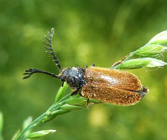 antenne..televisive: maschio di Drilus flavescens (Drilidae)