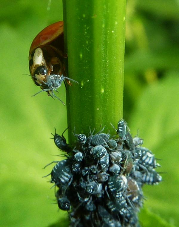 Coccinella in predazione su afide