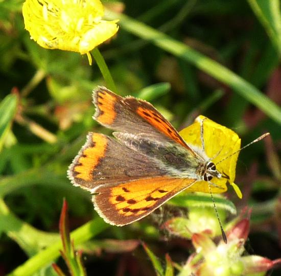 petit soleil  (Lycaena dispar ?)