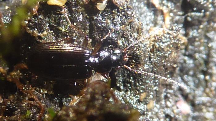 piccolo Carabidae da una palude: Badister sp.?