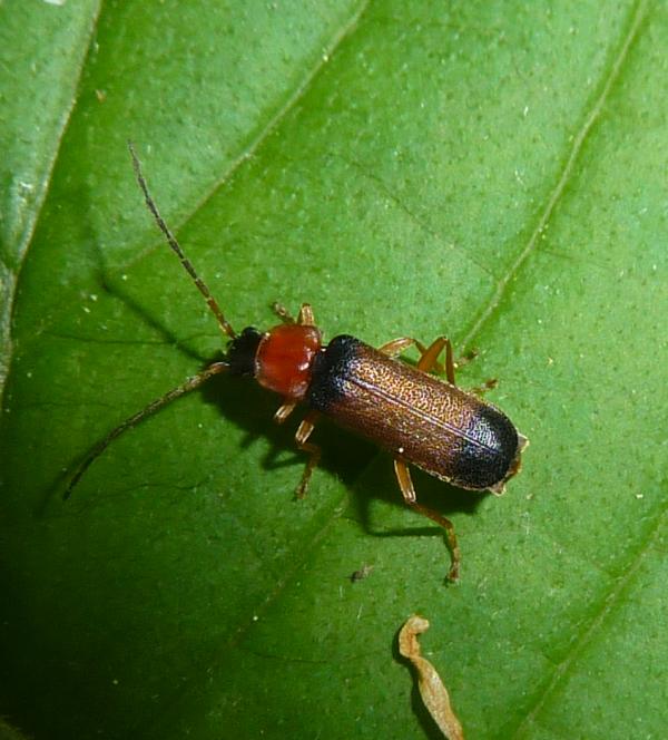 Cantharidae: Cratosilis laeta