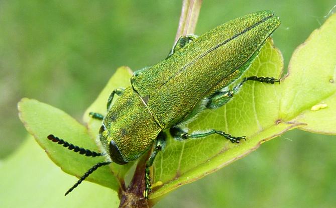 un gioiellino di Buprestidae: Maschio di Anthaxia hungarica