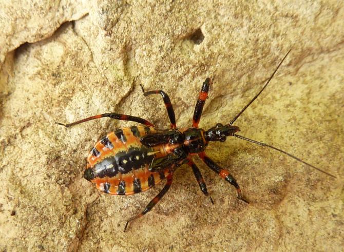 Reduviidae: ninfe di Rhynocoris iracundus dell''Emilia (PC)