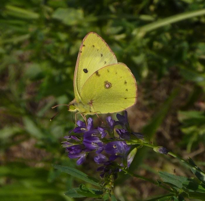 Colias...?