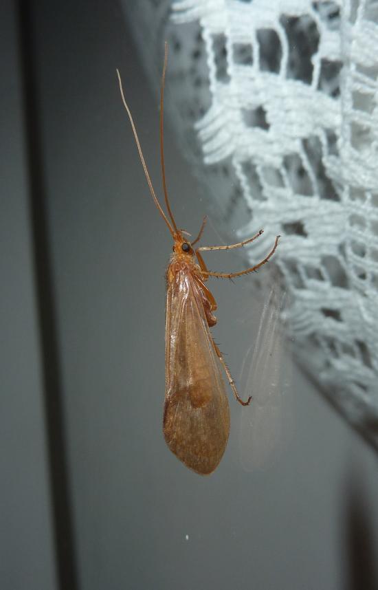 Micropterna sp.
