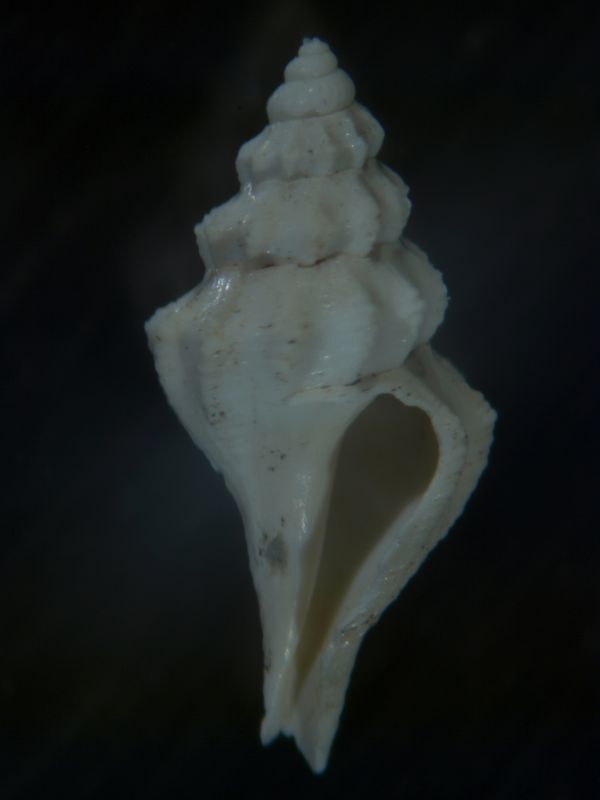 micro dallo Zancleano