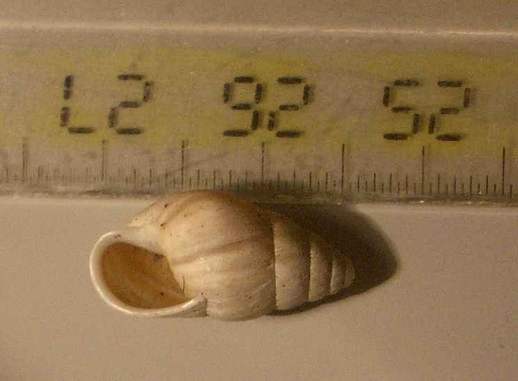 Zebrina detrita di pianura