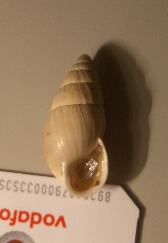 Zebrina detrita di pianura
