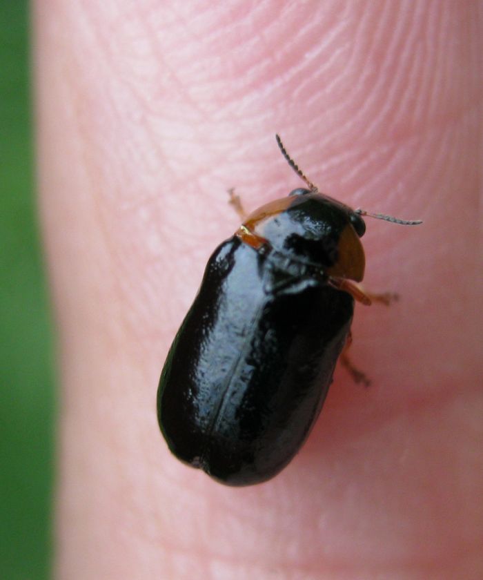 Chrysomelidae: Smaragdina affinis