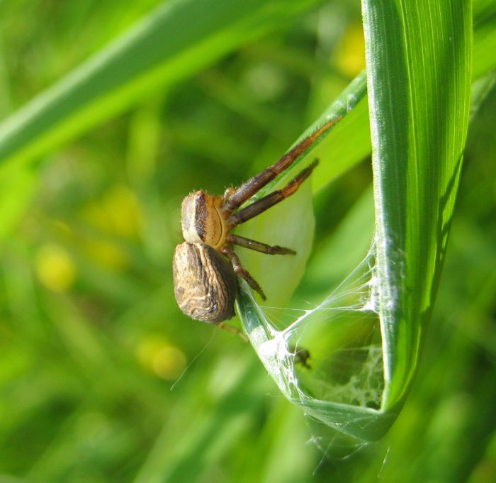 Xysticus sp.