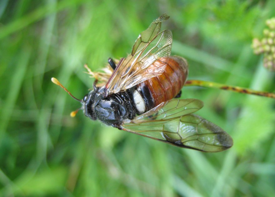 bello ma ferito... Cimbex femoratus