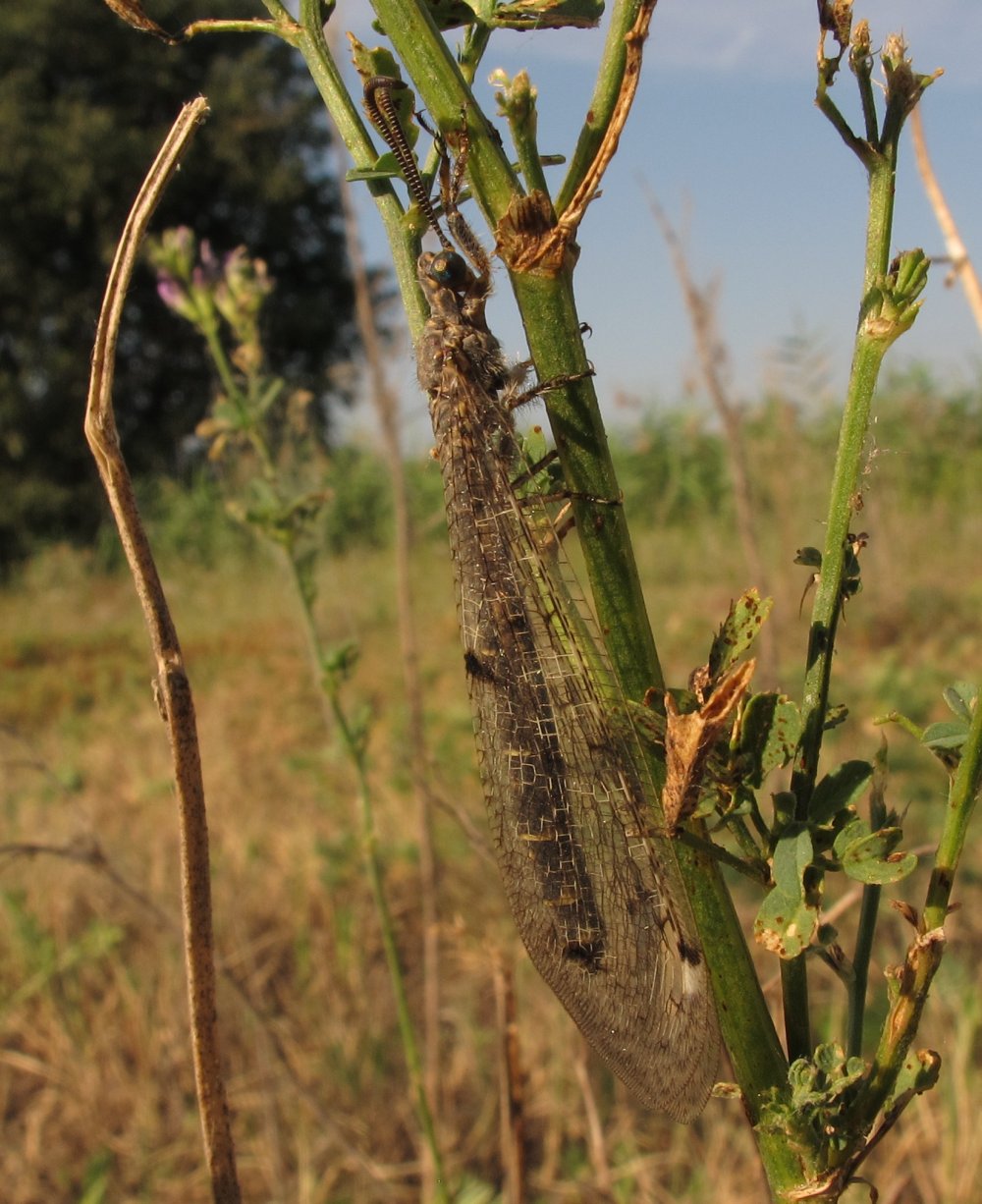 da Isola Serafini-PC- : cfr. Distoleon tetragrammicus (Neuroptera Myrmeleontidae)