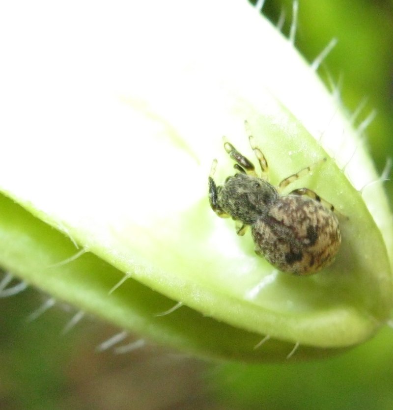 ma quanti occhi ha??? (Ballus sp.)