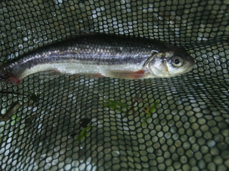 pesce predato