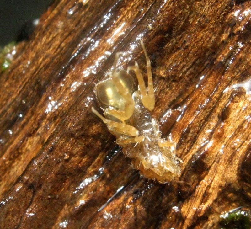 Asellus?