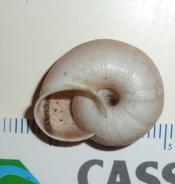 Chilostoma da Tremezzo-CO-