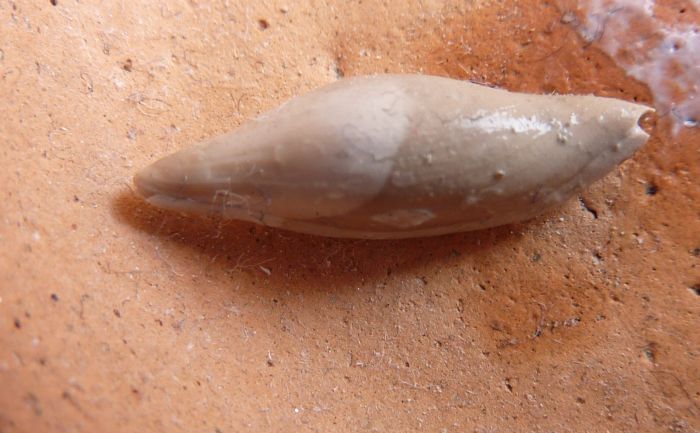 Ovulidae 1: Neosimnia pliomajor (Sacco, 1894)