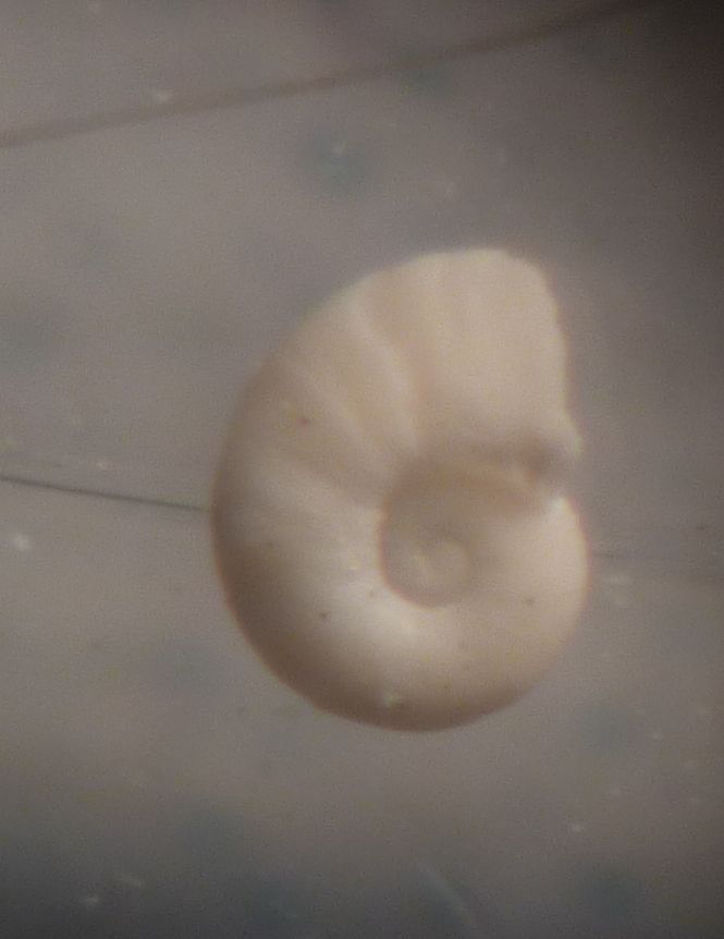 Ammoniceras?  -  Omalogyra simplex (O.G. Costa, 1861)