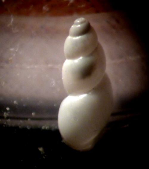 quasi micro