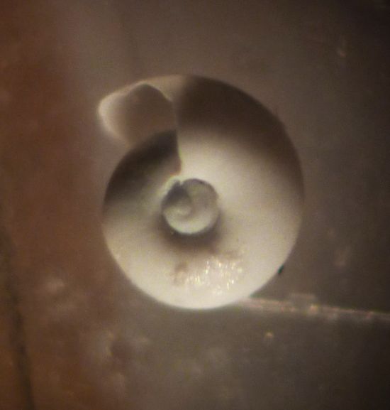 Micro indet. 1 Oxygyrus ?