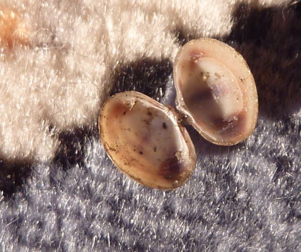 piccolo bivalve dal fiume Po