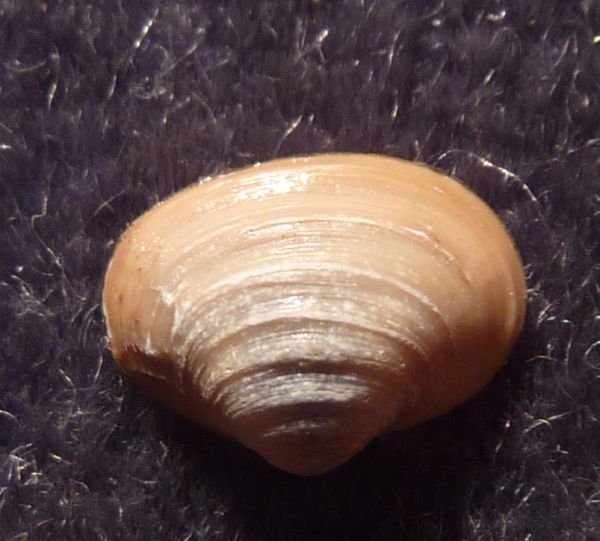 piccolo bivalve dal fiume Po