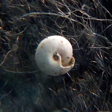 micro juv.?