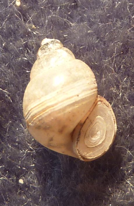 micro gasteropode