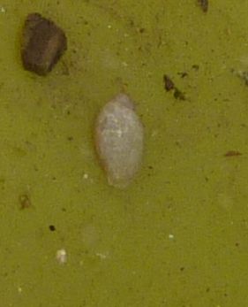 Physa fontinalis?
