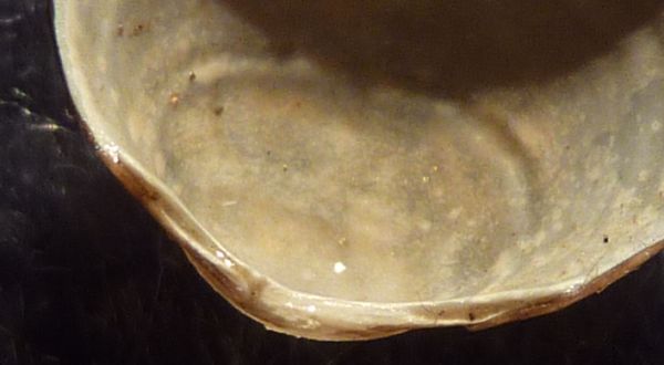 Sphaeridae