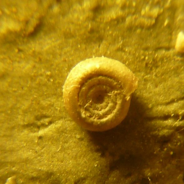 strano Planorbidae