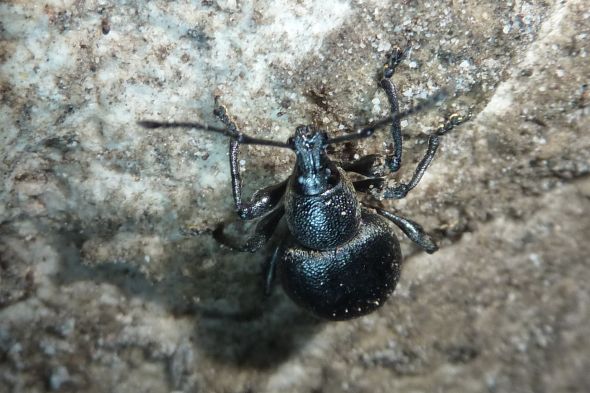in una grotta...Otiorhynchus sp.
