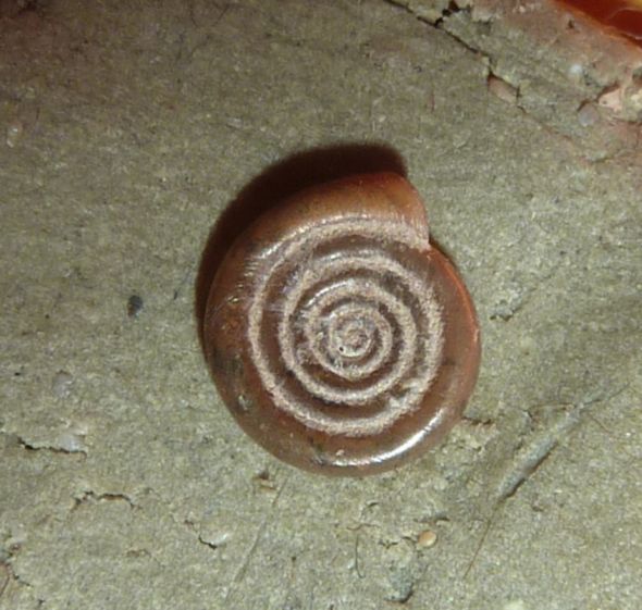 Anisus vortex систематика