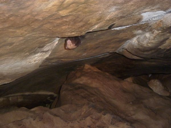 Pipistrello - ferro di cavallo maggiore