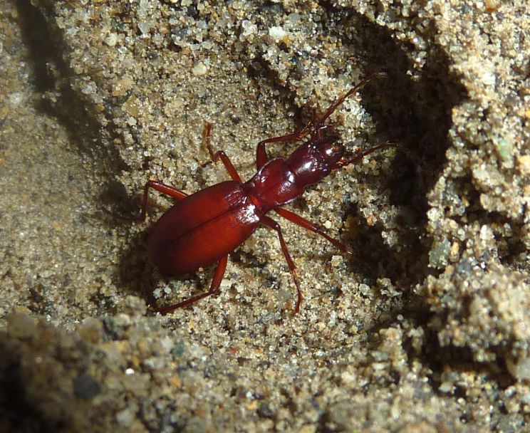 Carabide troglobio? Laemostenus insubricus